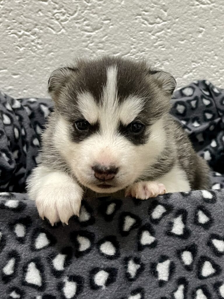 Cuccioli Siberian Husky pedigree ENCI