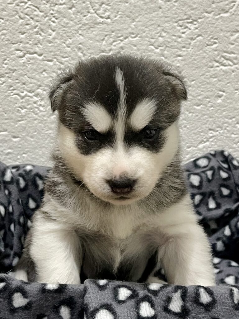 Cuccioli Siberian Husky pedigree ENCI