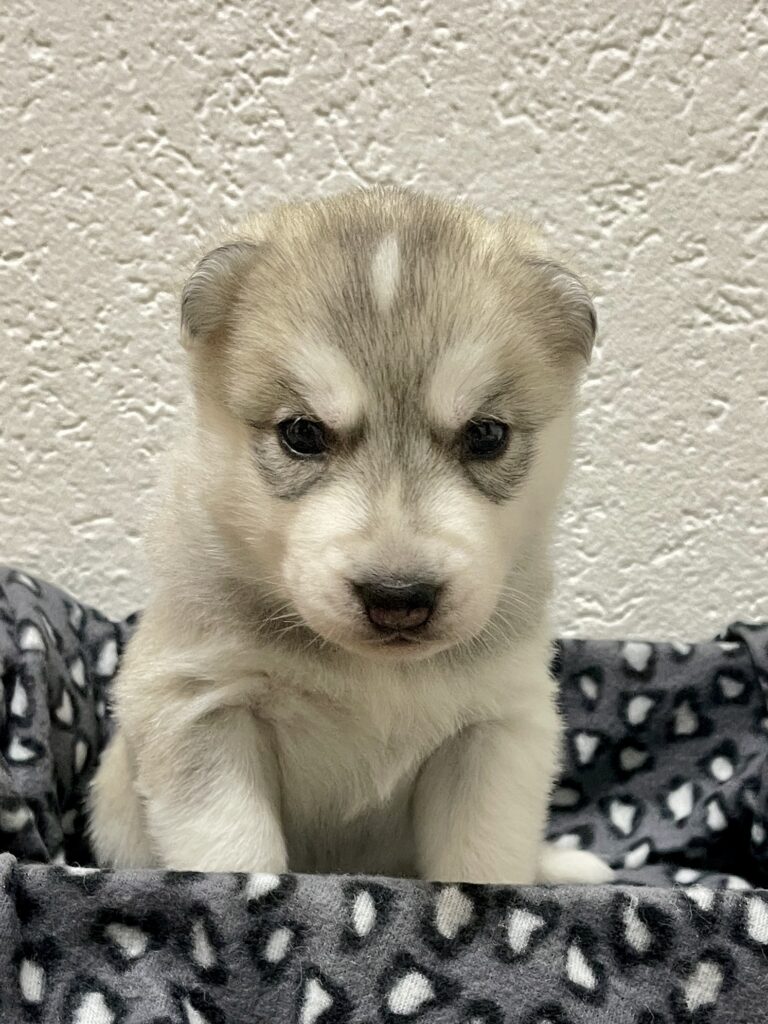 Cuccioli Siberian Husky pedigree ENCI