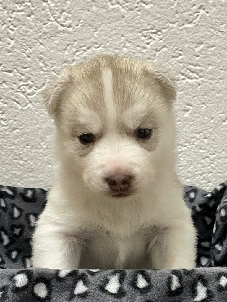 Cuccioli Siberian Husky pedigree ENCI