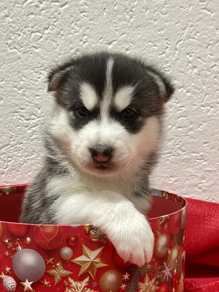 Cuccioli Siberian Husky pedigree ENCI