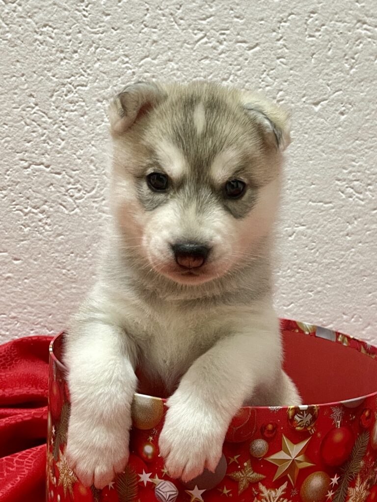Cuccioli Siberian Husky pedigree ENCI