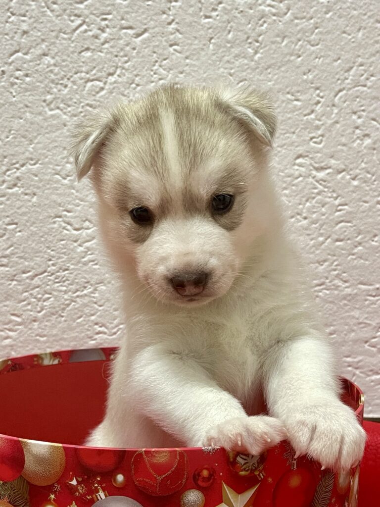 Cuccioli Siberian Husky pedigree ENCI