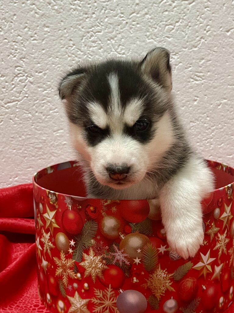 Cuccioli Siberian Husky pedigree ENCI
