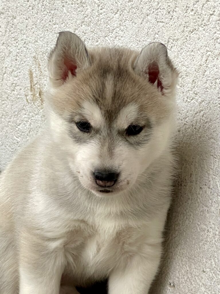Cuccioli Siberian Husky pedigree ENCI