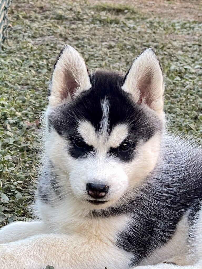 Cuccioli Siberian Husky pedigree ENCI