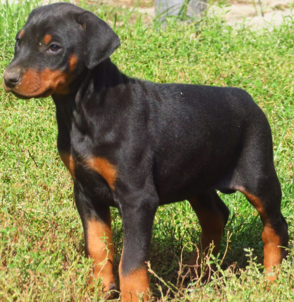 Dobermann cuccioli