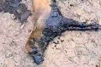 La rinascita del cane Luciano, estratto da una fossa di catrame