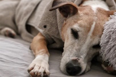 Abbandonata da cucciola, trascorre 13 anni in rifugio: la rinascita di Irma