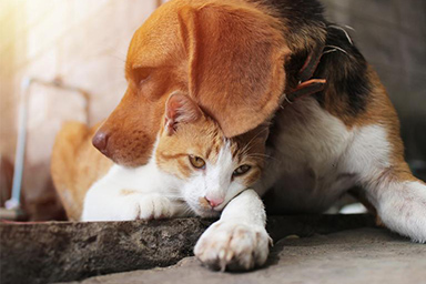 Istat, sono 10 milioni le famiglie che vivono con un amico a quattro zampe