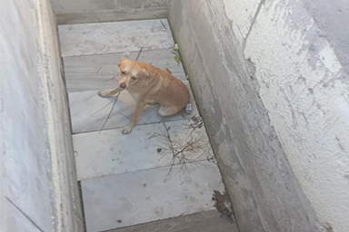 Cane rimane intrappolato in una tomba aperta, un uomo lo salva