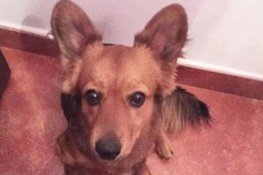 Per giorni veglia il proprietario morto in auto: la fedeltà di Napoleone