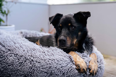 Miracolo di Natale, il cane Lucy ritrova la sua famiglia dopo quasi 4 anni