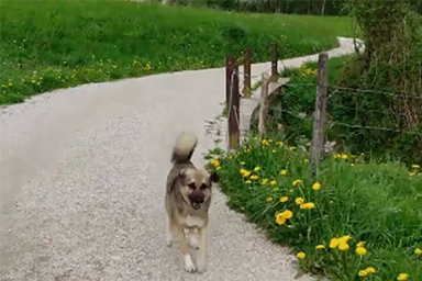 Un'escursionista si accorge di essere seguita da un cane e la vita di entrambi cambia