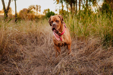 È Ozzy il cane con la lingua più lunga al mondo