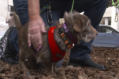 Scomparso da 5 anni, cane viene ritrovato legato a 3.600 km da distanza