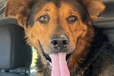 Tiki, il cane che per 7 giorni ha vegliato su ragazzo disabile perso in campagna