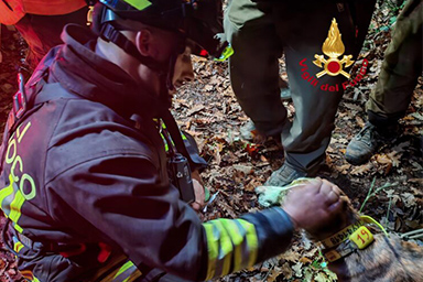 Cade in un dirupo: i Vigili del fuoco salvano un cane da caccia