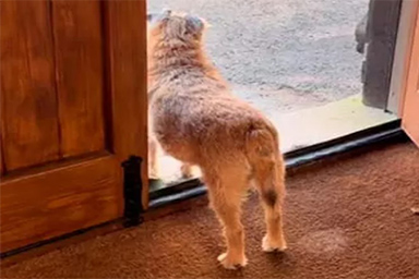 La fedeltà di Jakey, che ogni giorno aspetta la proprietaria morta sullo stesso marciapiede