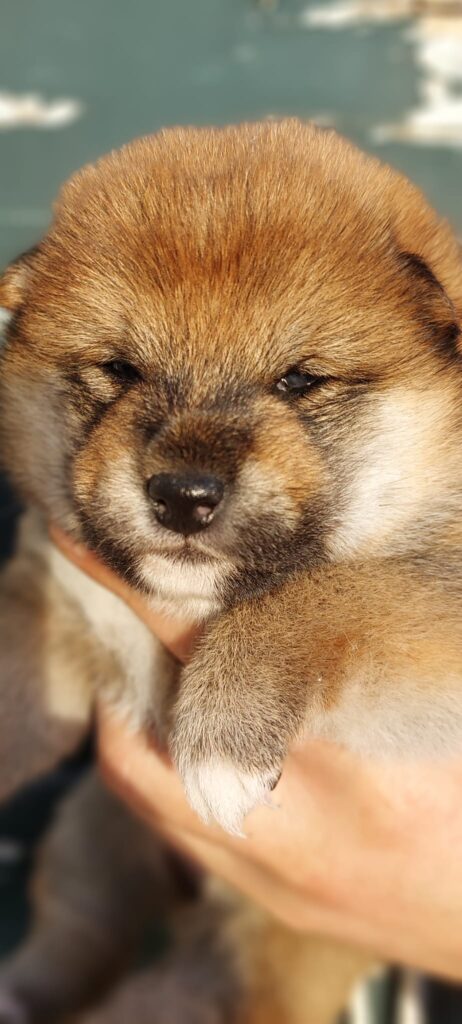 SHIBA INU PEDIGREE ENCI