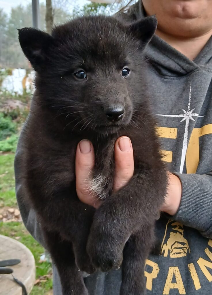 cuccioli di pastore belga groenendael