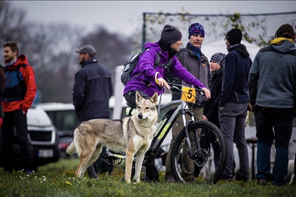 Cuccioli Cane Lupo Cecoslovacco