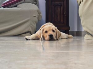 Cuccioli di labrador retriever gialli