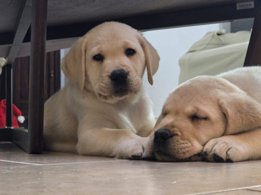 Cuccioli di labrador retriever gialli