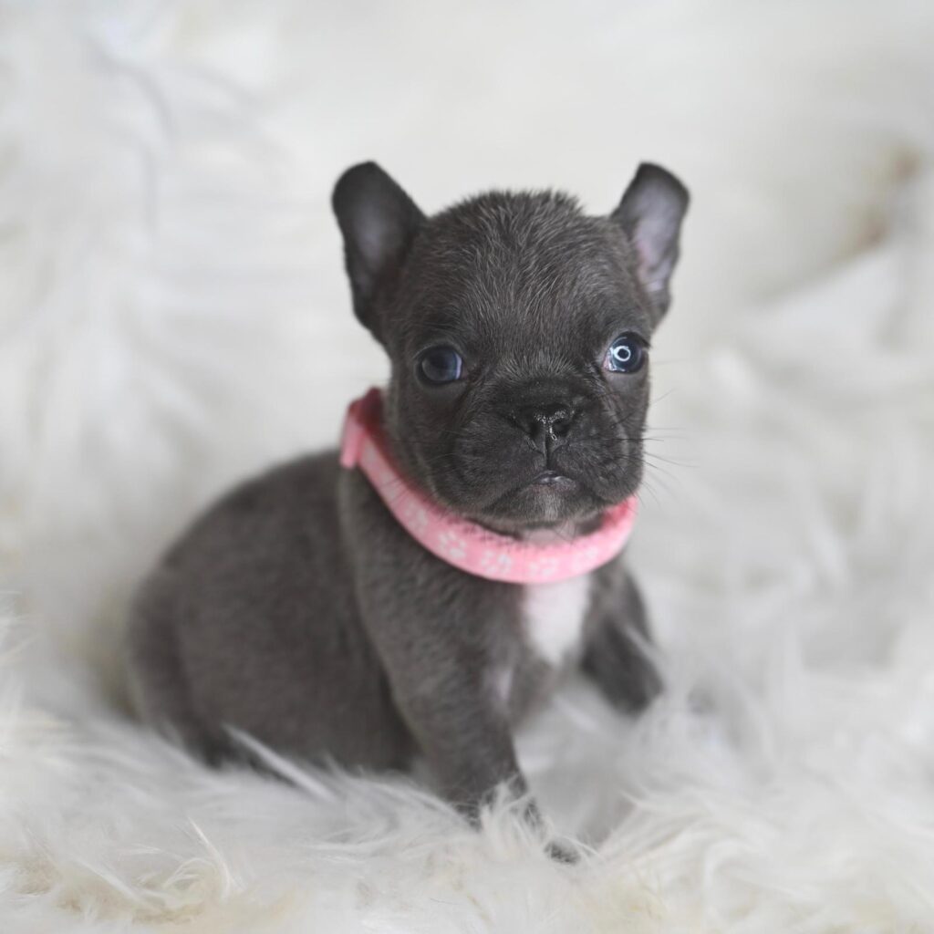 Coppia splendida di bulldog francesi