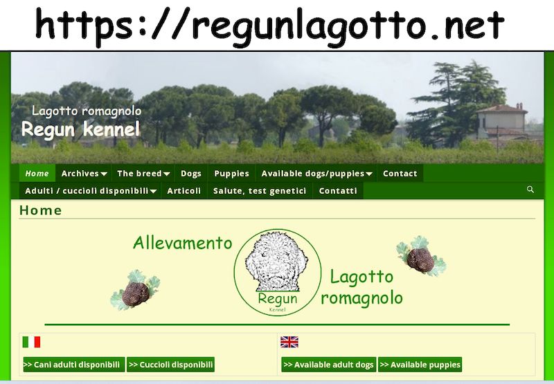 Lagotto romagnolo - cuccioli