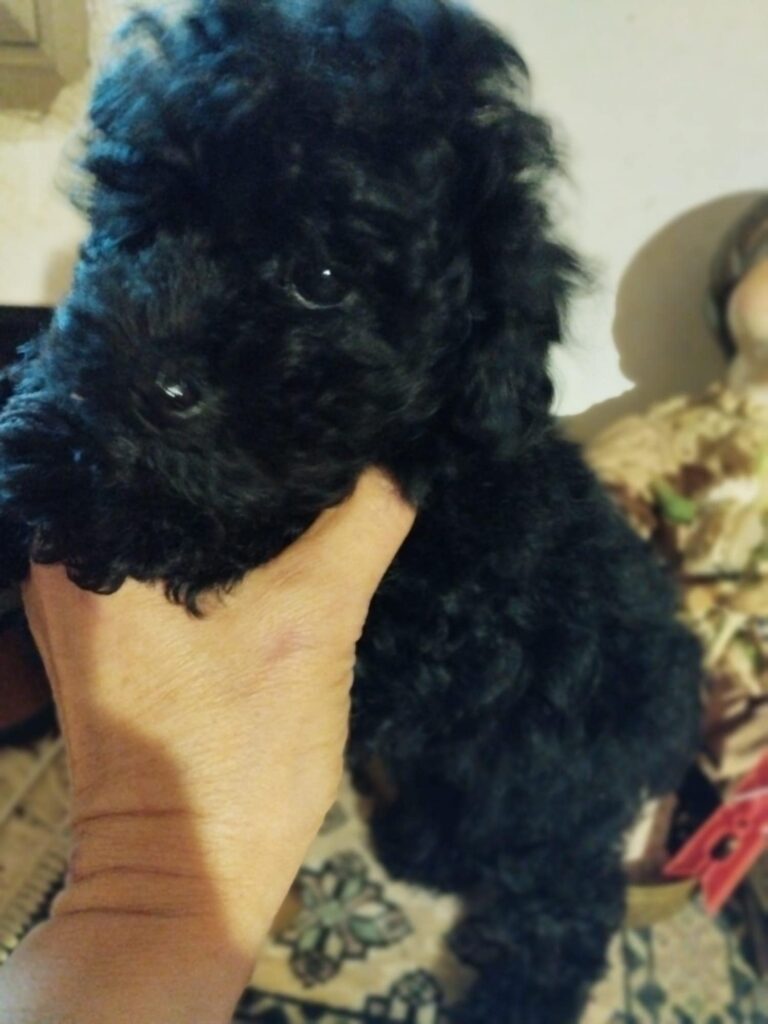 Barboncina  toy nera