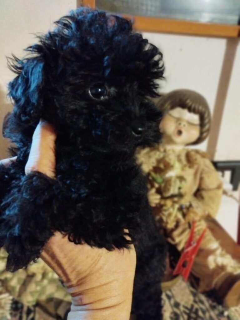 Barboncina  toy nera