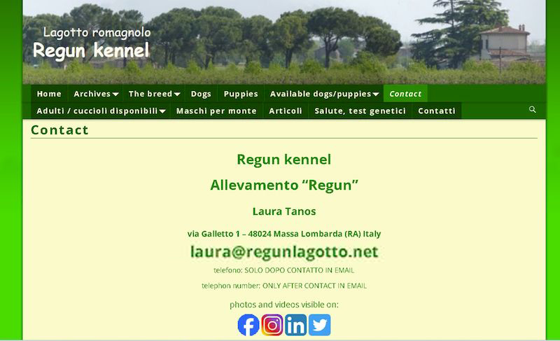 Lagotto romagnolo - cuccioli