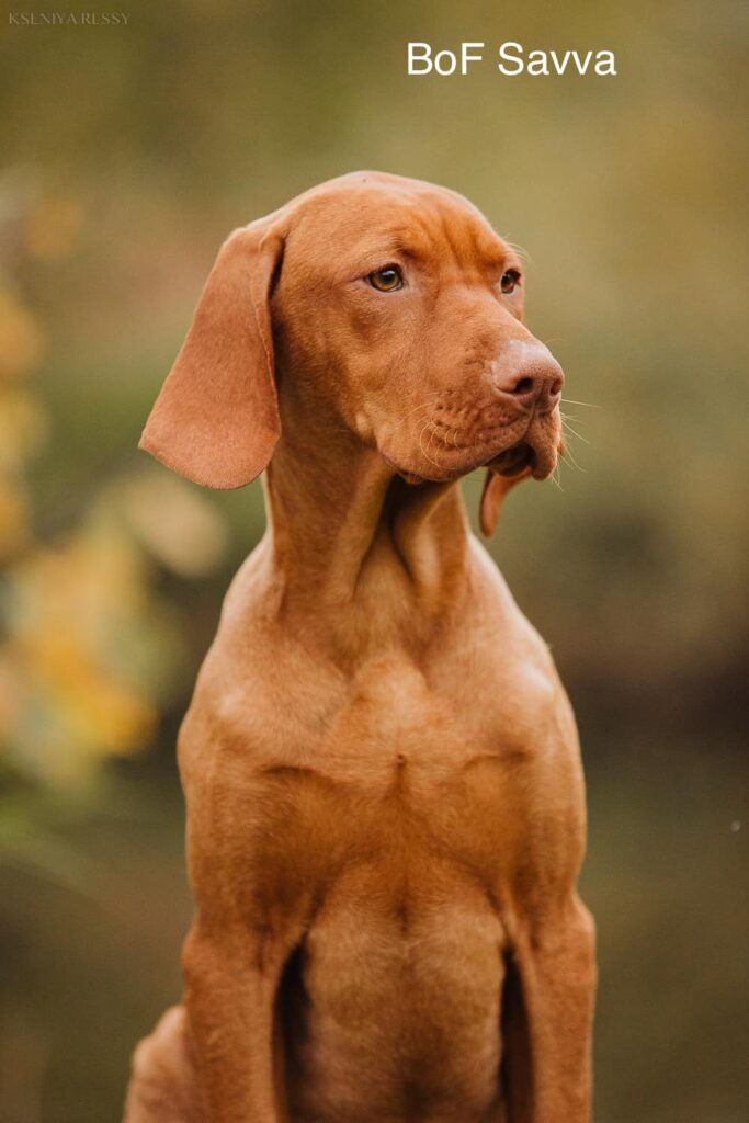 Bellissimi cuccioli di Bracco Ungherese (Vizsla)
