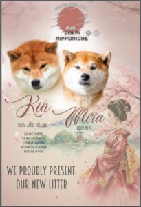 SHIBA INU PEDIGREE ENCI