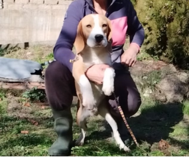 Beagle tricolore maschio 21 mesi