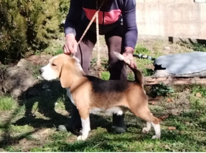 Beagle tricolore maschio 21 mesi