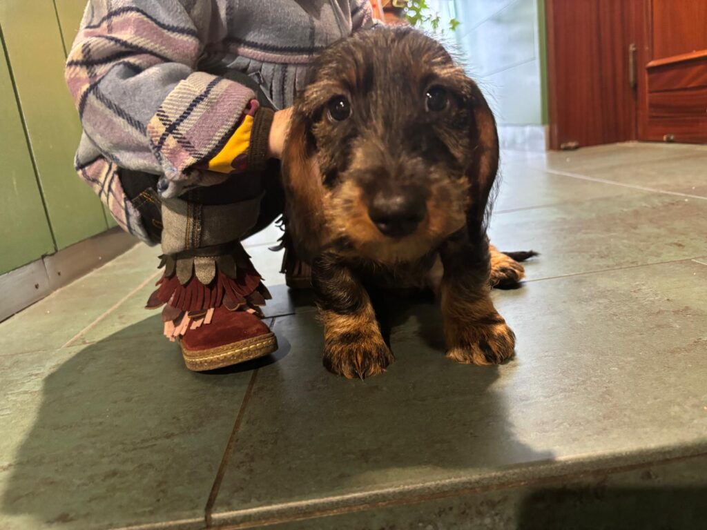 Vendita di due cuccioli di Bassotto Tedesco Nano a pelo duro