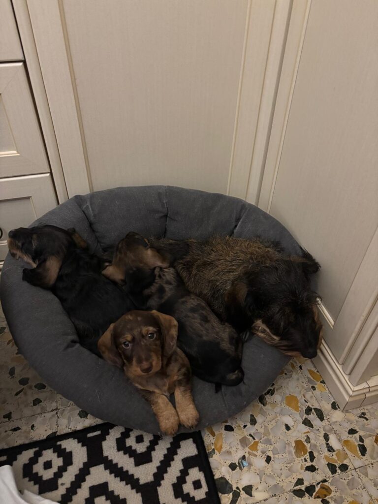 Vendita di due cuccioli di Bassotto Tedesco Nano a pelo duro