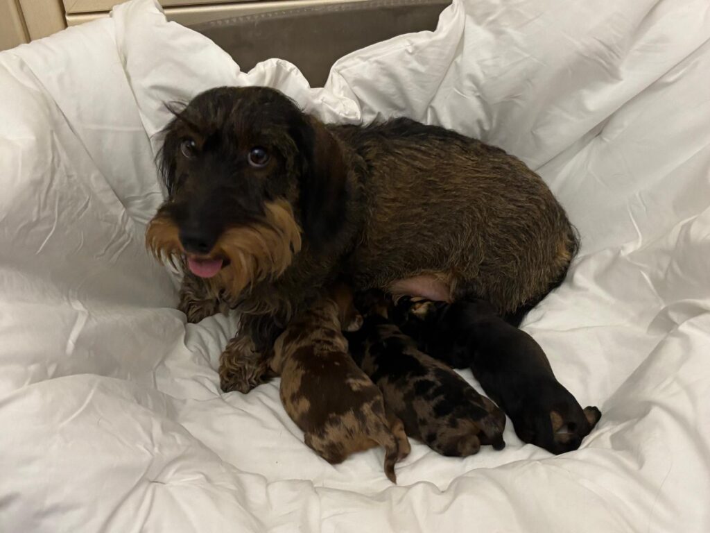 Vendita di due cuccioli di Bassotto Tedesco Nano a pelo duro