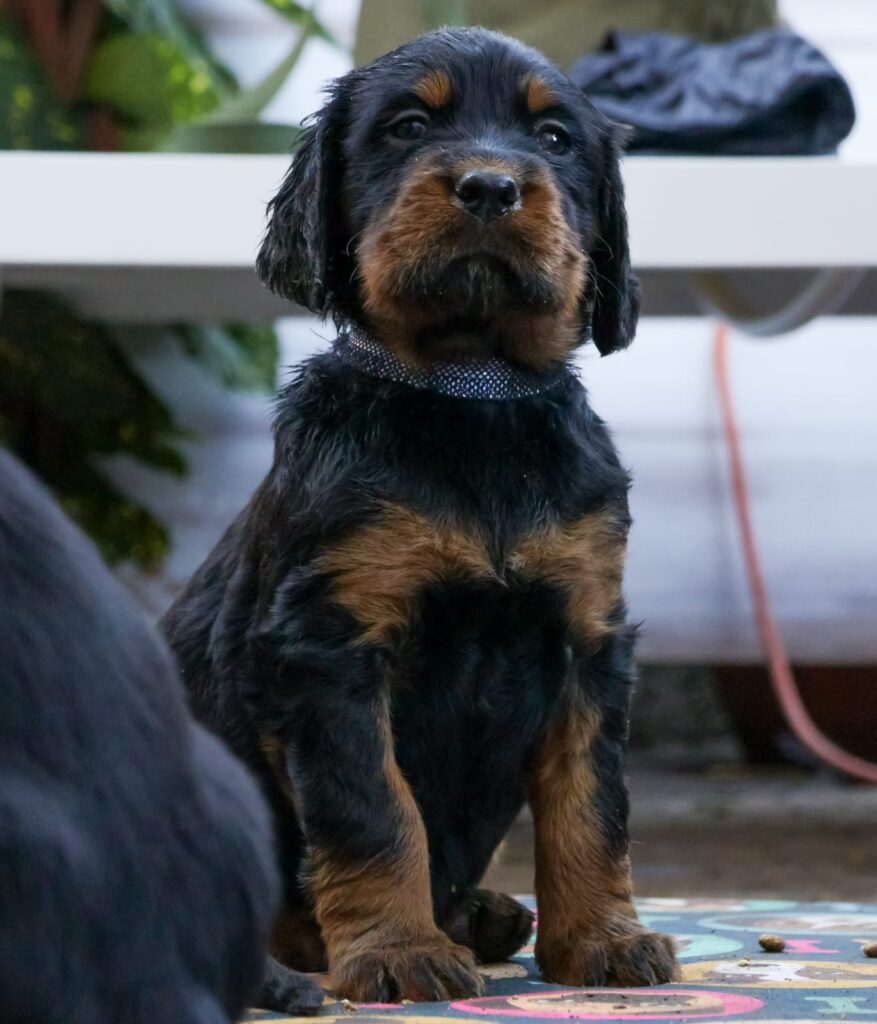 Setter GORDON cercano casa