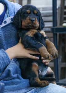 Setter GORDON cercano casa