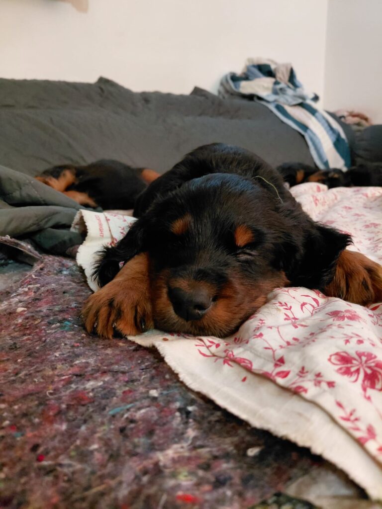 Setter GORDON cercano casa