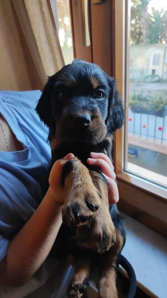 Setter GORDON cercano casa