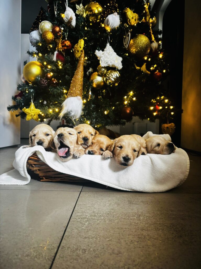 Golden retriver cuccioli