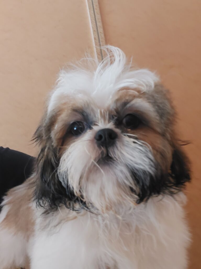 Shih-tzu