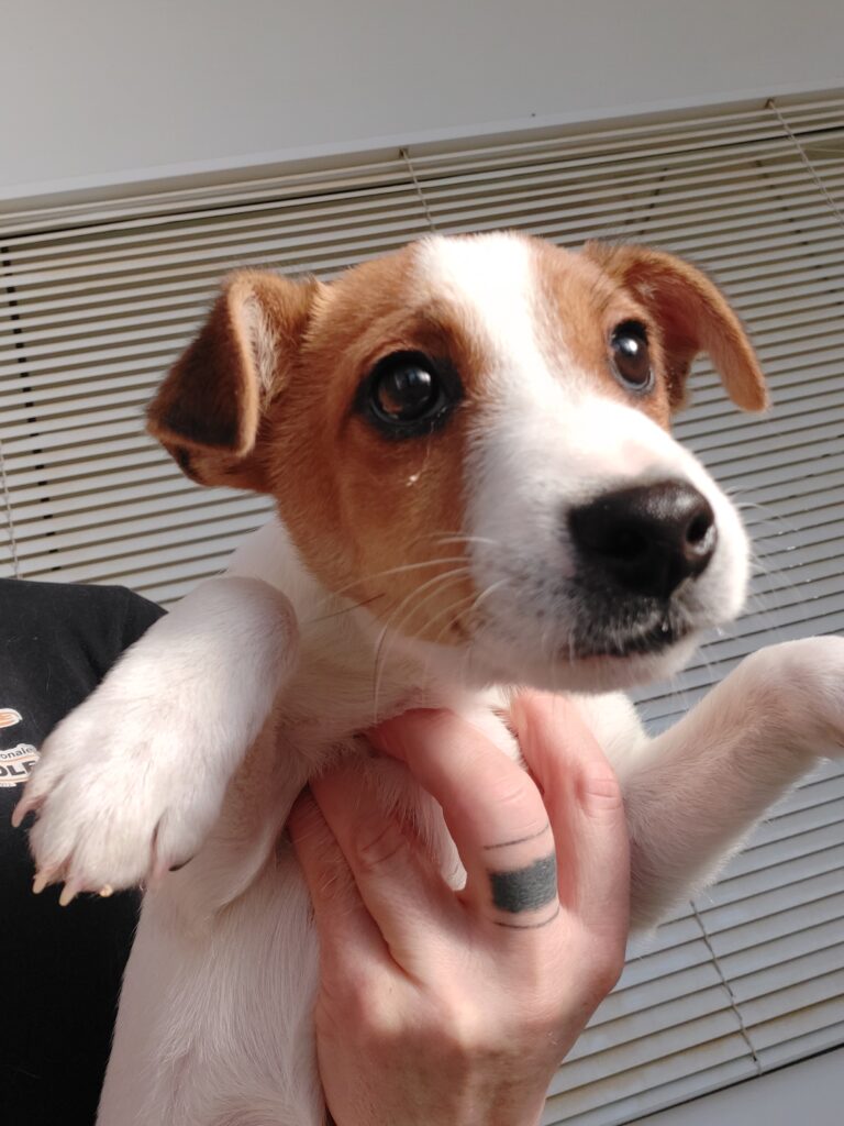 jack russell terrier