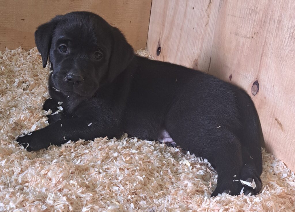 Cuccioli di Labrador Retriever con Pedigree