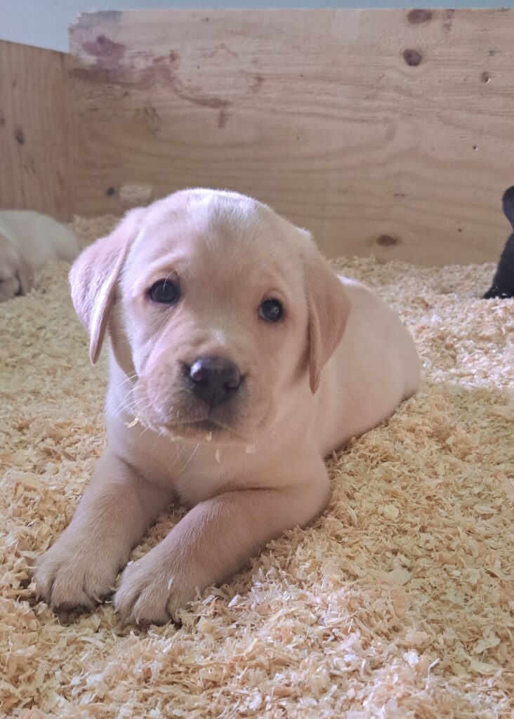Cuccioli di Labrador Retriever con Pedigree