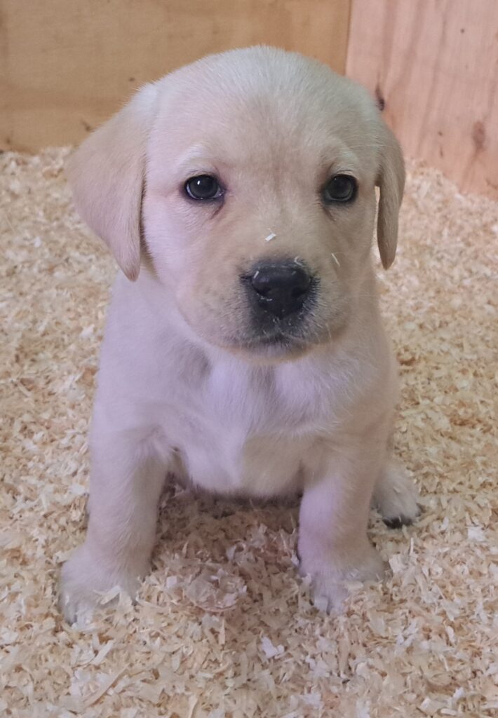 Cuccioli di Labrador Retriever con Pedigree